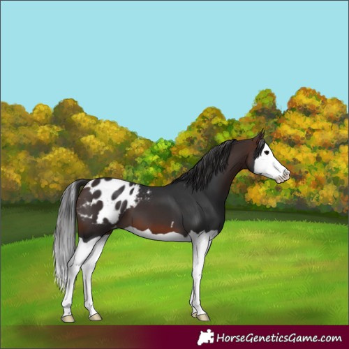 Horse Color:Brown Splash Appaloosa 