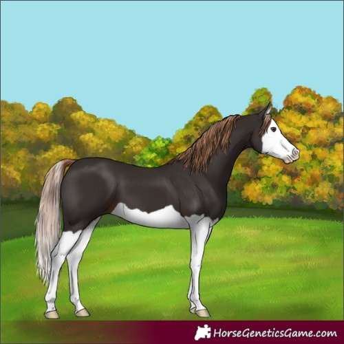 Horse Color:Liver Chestnut Splash