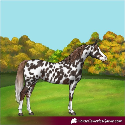 Horse Color:Liver Chestnut Splash Appaloosa 