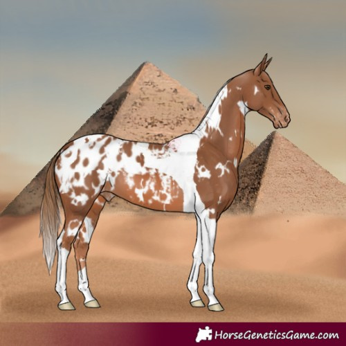 Horse Color:White Spotted Chestnut Tobiano Appaloosa 