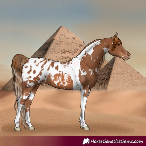Horse Color:White Spotted Chestnut Tobiano Appaloosa