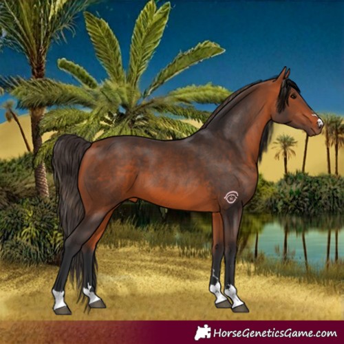 Horse Color:Bay 