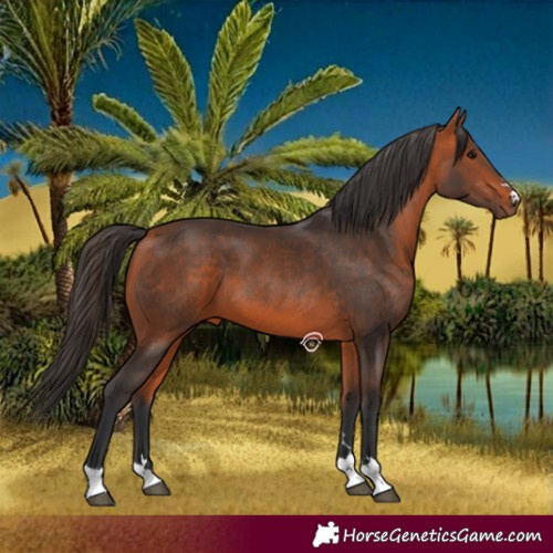Horse Color:Bay 