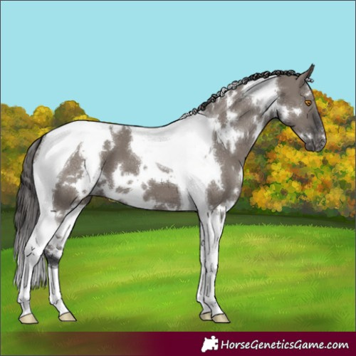 Horse Color:White Spotted Grullo Tobiano Appaloosa 