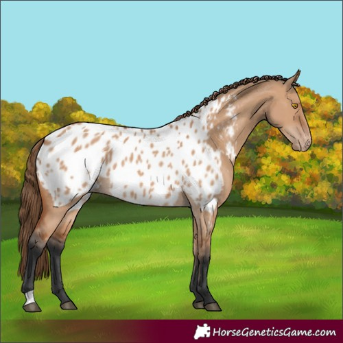 Horse Color:Bay Dun Appaloosa 