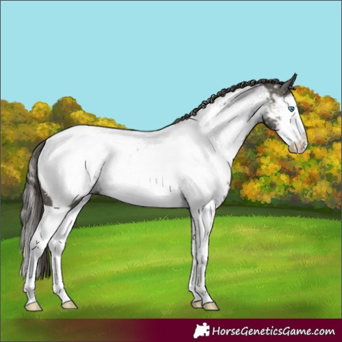 Horse Color:Grullo Splash Appaloosa 