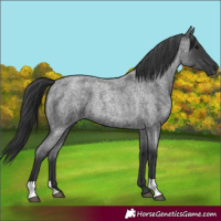 Horse Color:Blue Roan 