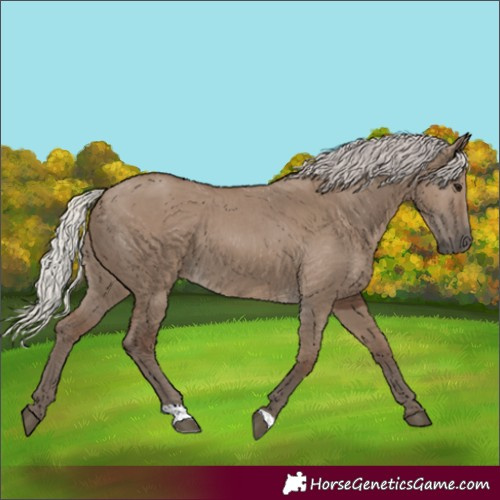 Horse Color:Silver Grullo 