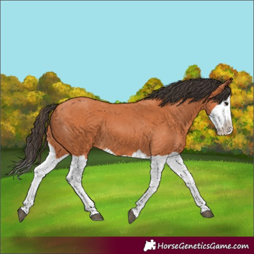 Horse Color:Bay Splash