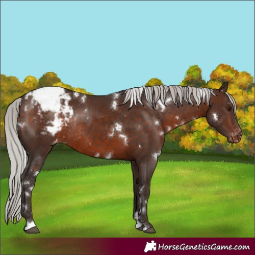 Horse Color:White Spotted Silver Brown Varnish Rabicano