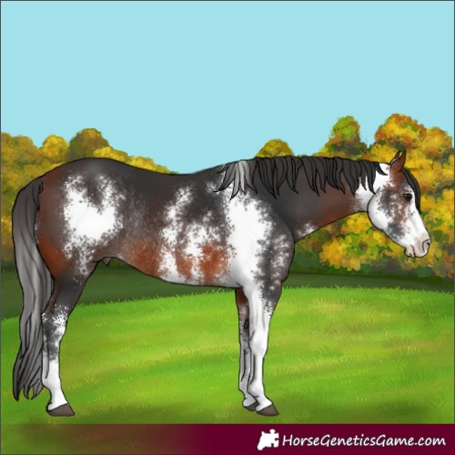 Horse Color:Bay Sabino Rabicano