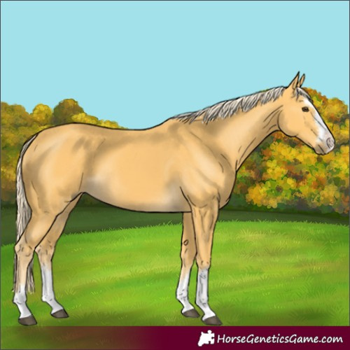 Horse Color:Unknown 