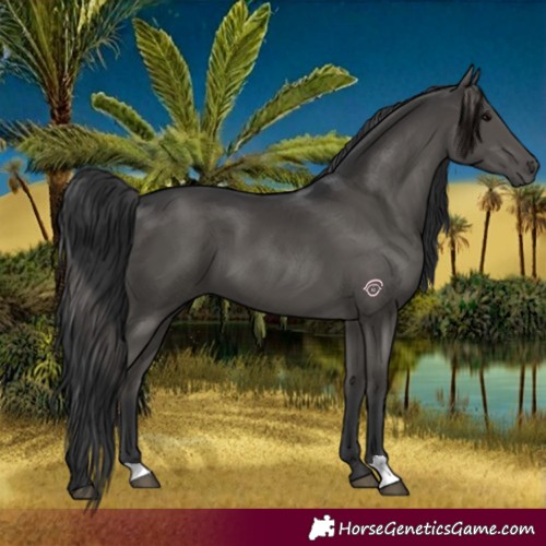 Horse Color:Black 