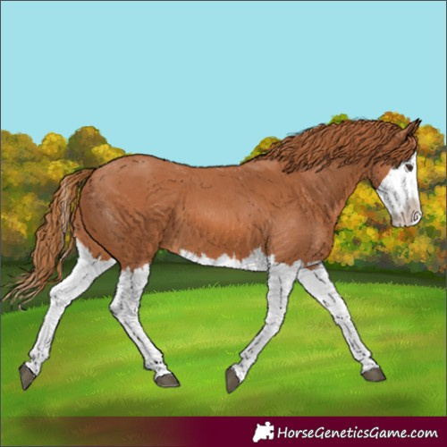 Horse Color:Chestnut Splash