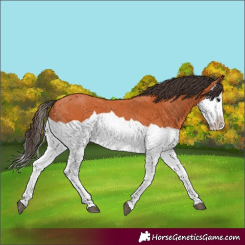 Horse Color:Bay Splash
