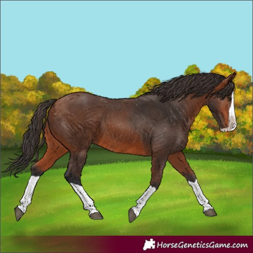 Horse Color:Bay Splash