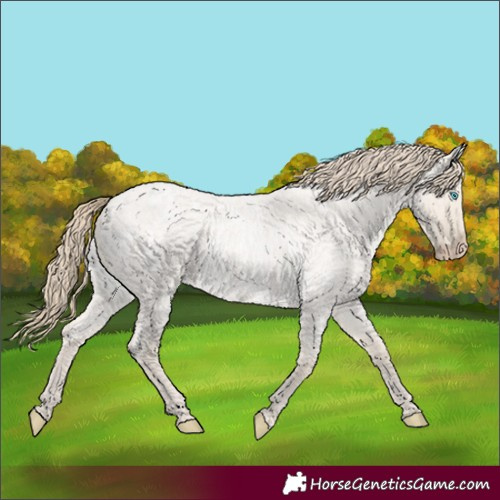 Horse Color:Smoky Creme Roan Dun 