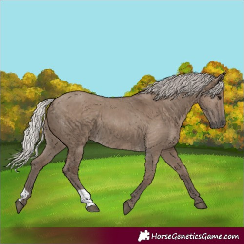 Horse Color:Silver Grullo 