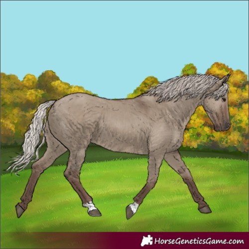 Horse Color:Silver Grullo
