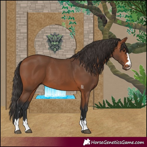Horse Color:Bay 