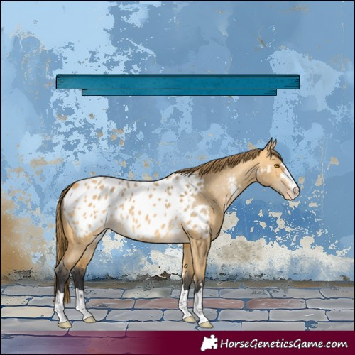 Horse Color:Buckskin Dun Appaloosa 