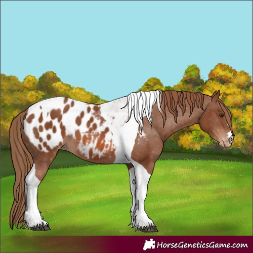Horse Color:Chestnut Tobiano Appaloosa