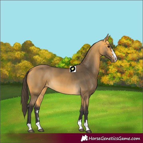 Horse Color:Buckskin 
