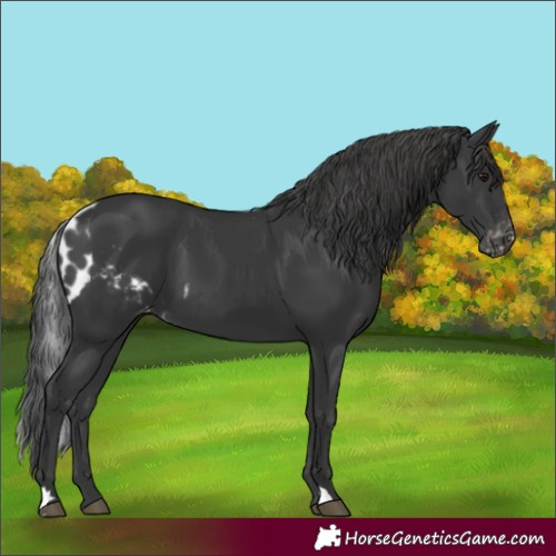 Horse Color:Black Skewed LP Spotted 