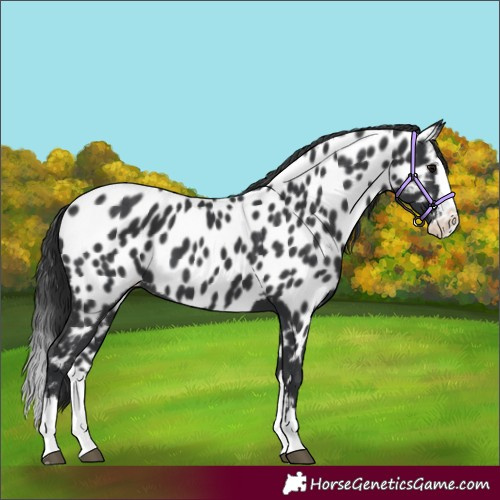 Horse Color:Black Splash Appaloosa 
