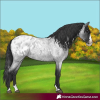 Horse Color:Blue Roan Splash Blanket
