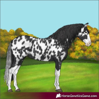 Horse Color:Black Splash Near Leopard