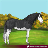 Horse Color:Black Splash Varnish