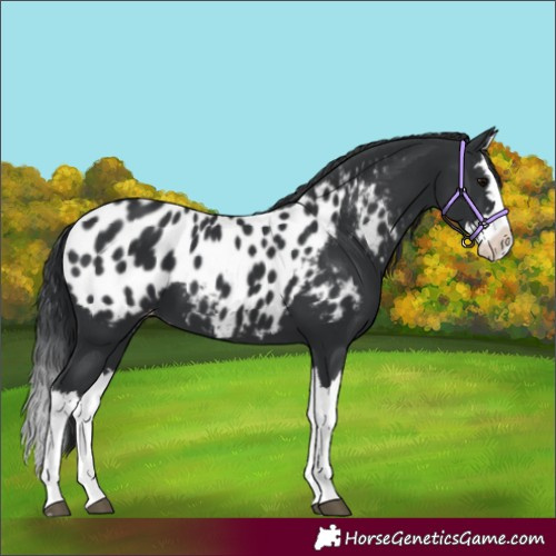 Horse Color:Black Splash Appaloosa 