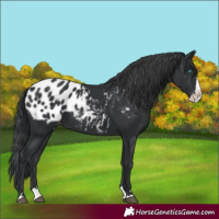 Horse Color:Black Splash Blanket
