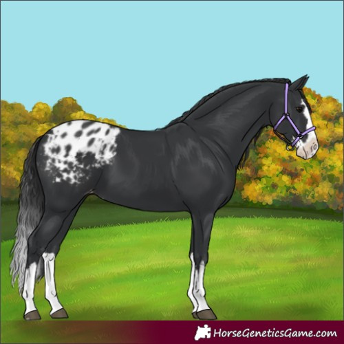 Horse Color:Black Splash Appaloosa