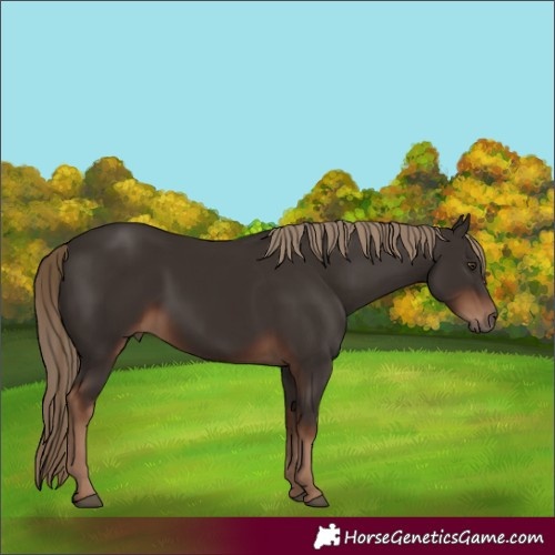 Horse Color:Liver Chestnut Rabicano