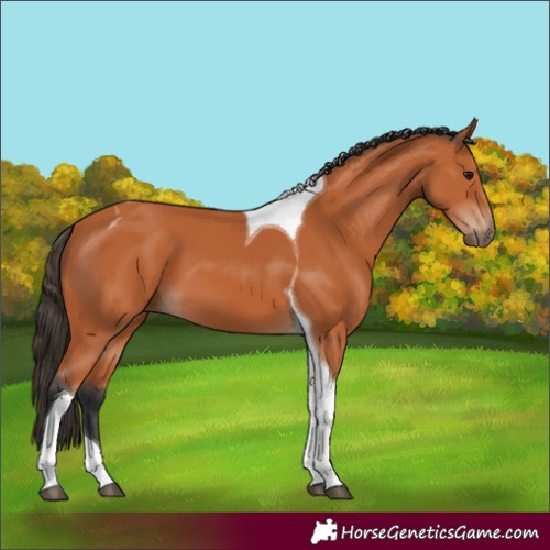 Horse Color:Unknown 