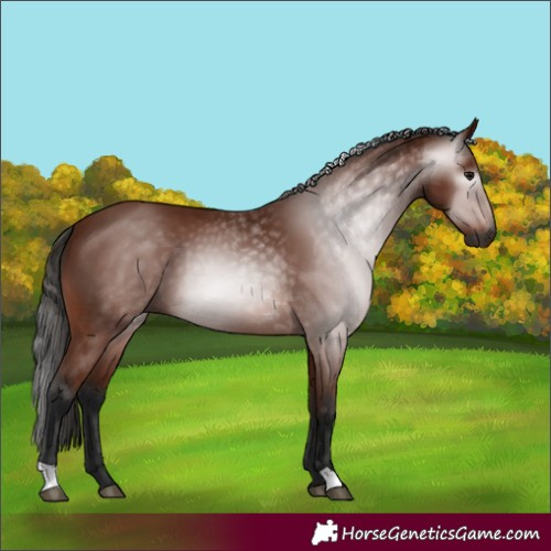 Horse Color:Gray Bay 