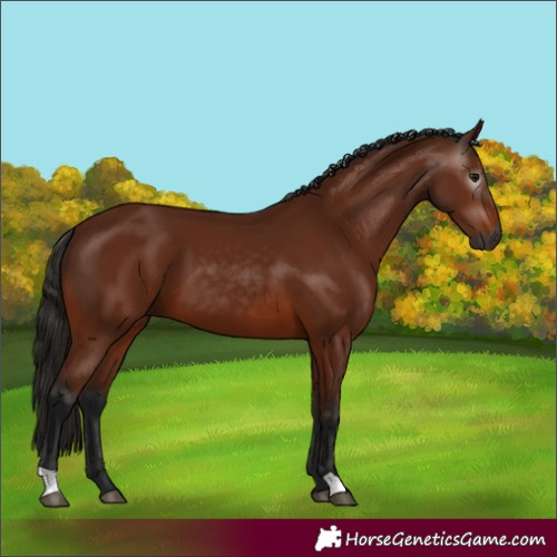 Horse Color:Gray Bay 