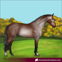 Horse Color:Gray Bay