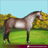Horse Color:Gray Bay 