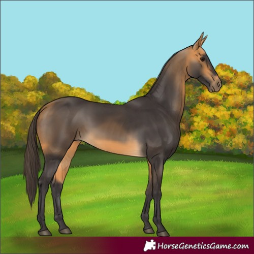 Horse Color:Buckskin