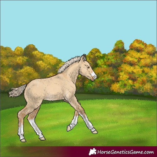 Horse Color:Unknown 
