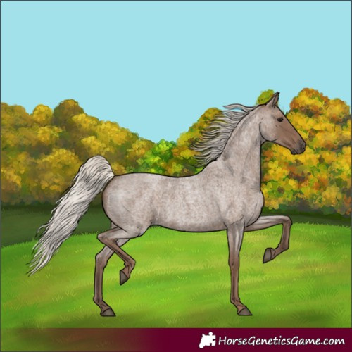 Horse Color:Silver Blue Roan