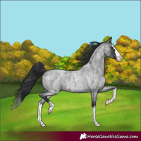 Horse Color:Blue Roan Splash