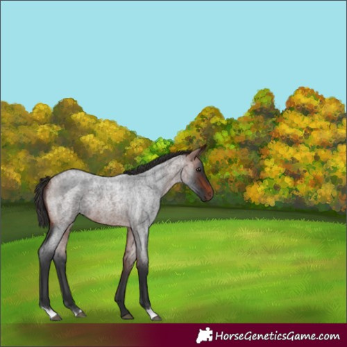Horse Color:Unknown 