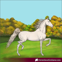 Horse Color:Perlino