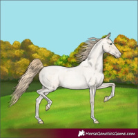 Horse Color:Smoky Blue Roan Pearl