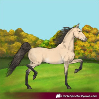 Horse Color:Buckskin