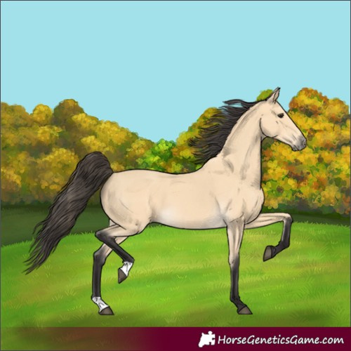 Horse Color:Buckskin 